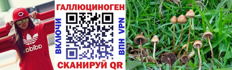 Галлюциногенные грибы Psilocybe  купить наркоту  Волхов 